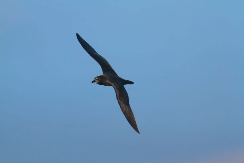 El ave Petrel de Henderson (Pterodroma atrata) es la otra especie abordada en este viaje científico y educativo.